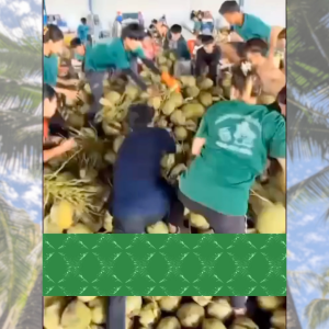 POC Booster Coconut | Fertilizer for Coconut Seedlings & Mature Trees