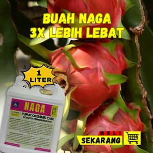 Pupuk Buah Naga Cepat Berbuah & Khasiatnya