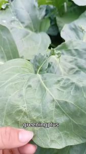 คะน้าเห็ดหอม 250 กรัม/ห่อ หรือประมาณ 45000-47500 เมล็ด