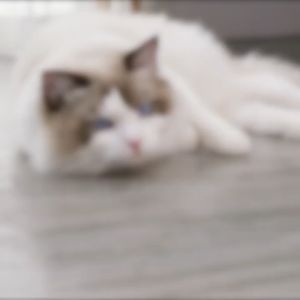 Đồ chơi bóng sợi len cho Mèo vui nhộn (mẫu mới) - Love Pets Shop