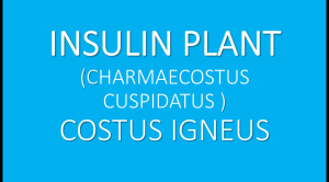 LIVE PLANT : INSULIN PLANT (இன்சுலின் செடி) • CHAMAECOSTUS CUSPIDATUS • SPIRAL GINGER • COSTUS IGNEUS • SUGAR DESTROYER PLANT • NATURE’S INSULIN