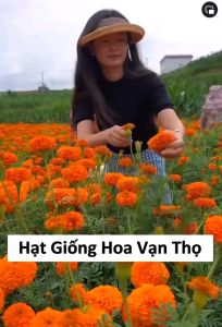 [Combo 10 Gói Tặng 1] Hạt Giống Hoa Cúc Vạn Thọ F1 Mix Vàng Cam Siêu Dễ Trồng Hoa Nở Đẹp