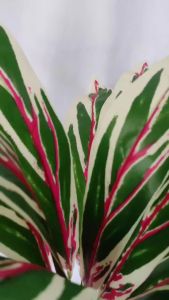 Tanaman Plastik Gelombang Cinta 18 Cabang B8098 Bunga Artificial Dekorasi Rumah