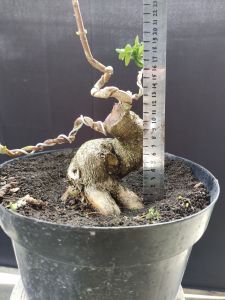 bonsai sancang meliuk berkarakter