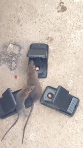 MENGXIANG Jebakan Perangkap Tikus Black Cat Mouse Trap 2 PCS - JB56