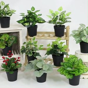 ต้นไม้ประดับยอดนิยมหลากสไตล์หลายชนิด รุ่น JC-01