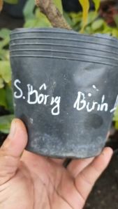 Cây mai Siêu bông Bình Lợi (cánh to cánh hoa khoảng 15 đến 27 cánh)