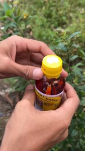 Virall Minyak Urut Dayak Mak Ida Murah Ampuh