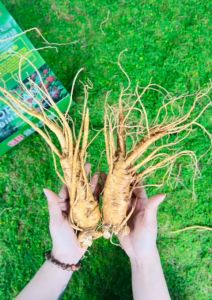 05Kg Nhân Sâm Tươi Hàn Quốc Size 6 Củ/Kg - Sâm Tươi 6 Năm Tuổi Nguyên Củ Ngâm Rượu