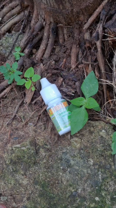 "12PCS DAUN KITOLOT OBAT MATA 5ML" OBAT MATA KATARAKOBAT SNOTIRITASIMATA BERAIR