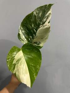 มอนสเตอร่า อัลโบ้ JAPAN ไม้ยอด ลายจัด ด่างเทพๆ พร้อมส่ง