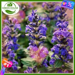 Green House® - Black Chia Plant (50 Seed) | Exotic Fast-Growing Perennial Flower for planting | Chia Seeds to grow