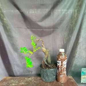 Khế Nhật Bonsai siêng bông trái mẫu ngẫu nhiêngốc mini quái