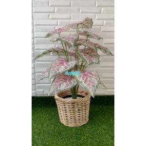 Pohon Artificial Tanaman Hias Calladium Pink X18 Semilatex Cover Pot Anyaman Rotan Bulat Hiasan Ruang Tamu