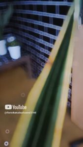 Tanaman Hias Sensivera Oil Warna-Warni Paket Hemat 2/3 Daun - Florist Katusba