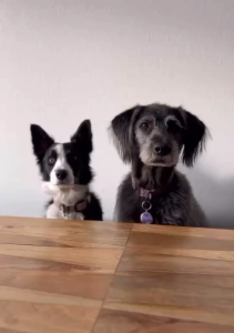 Fera Pets Organics Dog & Cat Supplement - Probiotcs Multivitamins Fish Oil Liver Bladder Dental Hip Joint Balm