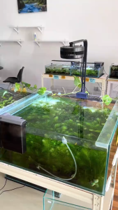 Hornwort Live Aquarium Plant Pokok Akuarium Hidup Ceratophyllum Easy Floating Aquascape Low Light CO2 | TAG Ecohill