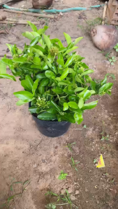 Cây Trang Trắng (Mẫu Đơn Trắng) - Tổng thể tầm 30-40 cm - Cây sắp ra hoa hoặc Hoa!