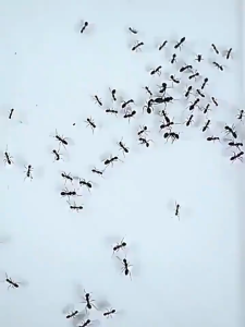 Powerful Ant Killer Bait Ant Kill Rate 99.9% 8pcs/box New Formula Fast Safe Ant Poison & Repellent Household Pest Control Effective Ant Bait