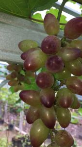 Bibit Anggur Import Beauty Kratsoka Anggur Beauty