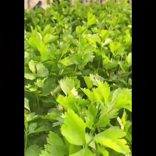 เมล็ดผักบุ้งจีน ยอดไผ่ 9 ตราศรแดง S041# พันธุ์ยอดนิยม