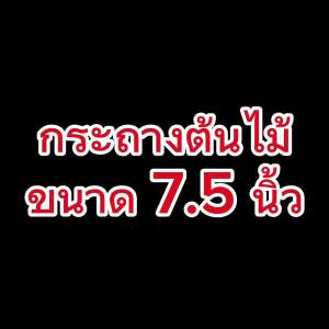 10 ใบ กระถางแบน 7.5 นิ้ว ปากกว้าง กระถางเพาะเมล็ด กระถางแคคตัส กระถางกระบองเพชร เพาะเมล็ด กระถางเตี้ย กระถางกลม