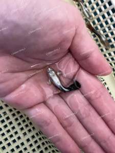 Guppy Ivory green x 5 pcs (2Male + 3 Female) High Quality Aquarium Fish