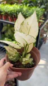 Aglaonema Super White Chinese Evergreen White Foliage Indoor Plant with Pot