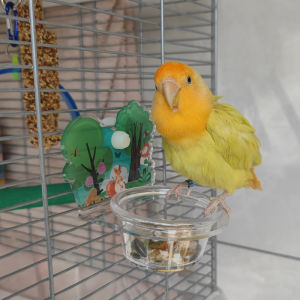 Tiger Skin Peony Xuanfeng Xiaotai Walking Bird Yangkke Parrot Portable out with Bag Cage Travel Suitcase Viewing Cage