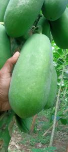 Buah Pepaya Muda Olahan Sayur Tumis Rujak manisan kemasan 1 kg