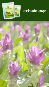 ชาว่านชักมดลูก ตราไร่กฤติยา (Temulawak Tea)