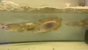 OFFER 10INC MG Arowana (Golden Arowana)