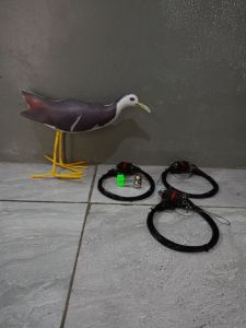 SATU SET RUAK RUAK 6 METER + 1 KAREO BONUS LONCENG