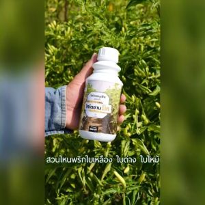 ไคโตซานมิค ตราเทพมงคล ไคโตซานสำหรับพืช ต้านทานเชื้อราลดการเกิดโรคพืช โรคใบด่าง โรคโคนเน่า ชนิดน้ำขนาด 500 ซีซี