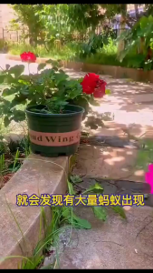 Kill all the ants in the house SG ant killer ant powder ubat semut berkesan Lure ants kill ants without harming pets