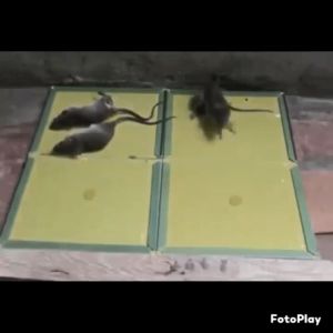 Lem Tikus Papan Jebakan Perangkap Tikus Super Lengket Glue Board Mouse Rat Trap Siap Pakai Buku