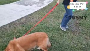 TRENY Pet Dog Leash Nylon Double Handle Dog Lead Retractable Extendable Running Pet Leash Soft Padded Dog Leashes