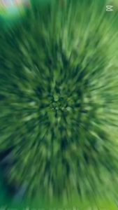 1 KG CỐM DẸP XANH ĐẬM_Hạt cốm dẻo thơm béo béo_Đặc sản của Thủ Đô