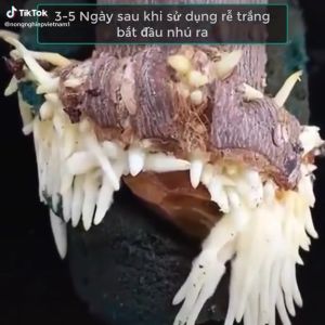 (Bán sỉ) 30 ống kích rễ dùng cho giâm chiết cành tưới cây con kích rễ cực mạnh kích rễ cho cây cảnh phong lan cây công nghiệp cây ăn trái