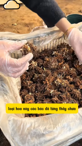 3 củ giống hoa mao lương ( hoa hồng ri ba tư ) hoa màu vàng