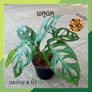 พลูฉลุ กระถาง 4 นิ้ว / 6 นิ้ว (แถมปุ๋ยฟรี ! ) ต้นไม้ฟอกอากาศ ต้นไม้ในร่ม ต้นไม้ในออฟฟิศ พลูด่าง ต้นไม้ประดับ ต้นไม้ในบ้าน