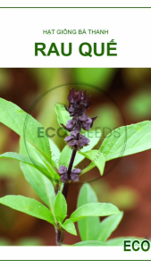 [EcoSeeds] Combo 2 Gói Hạt Giống Rau Quế Nông Hưng Phú - Cây Lớn Sinh Trưởng Mạnh - Gói 10g