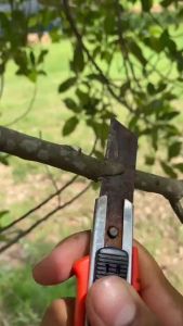 เทปพันกิ่งไม้ 120m, เทปพันกิ่งทาบ, อุปกรณ์ตอนกิ่ง, เทปใสพันกิ่ง