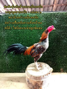 ไข่ไก่ชนพม่าม้าล่อรำงเมีองเหนือเจ้าหม่นเมืองเหนือ