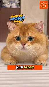 🔶FISHOILCAT® Snek Kucing Ayam & Kuning Telur (60pcs) | Pek Nilai 🔥 VALUE Pack Omega-3 🐟 Minyak Ikan | Chicken & Egg Yolk🐥 | Bulu Lebat & Kurangkan Gugur