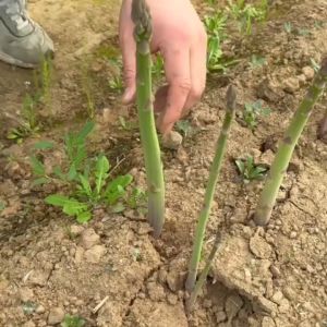 หน่อไม้ฝรั่ง เมล็ดพันธุ์หน่อไม้ฝรั่ง50 เมล็ด พันธุ์ดี งอกง่าย โตไว พุ่มใหญ่ ทานอร่อย