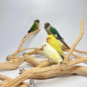 Natural Wild Pear Wood Standing Pole Single Branch Medium Small Size Parrot Cage Landscape Easy Grip Multi-Branch Toy for Birds