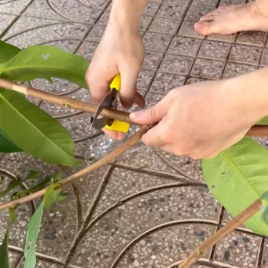 Kéo khoanh vỏ chiết cành cây dụng cụ khoanh vỏ cây rất tiện dụng bóc bỏ cây lưỡi thép sắc bén