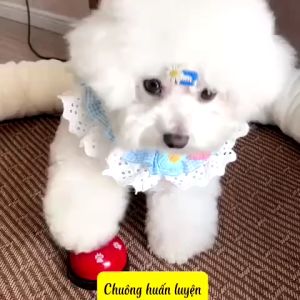 Chuông Clicker Huấn Luyện Chó Mèo - Chuông dạy chó mèo cách xin ăn (Màu ngẫu nhiên)