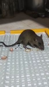 LEM TIKUS CAP GAJAH SUPER KUAT DAN LENGKET II 4 PCS LEBIH IRIT